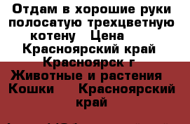 Отдам в хорошие руки полосатую трехцветную котену › Цена ­ 1 - Красноярский край, Красноярск г. Животные и растения » Кошки   . Красноярский край